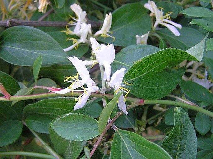 Zimolez Maackův (Lonicera maackii)