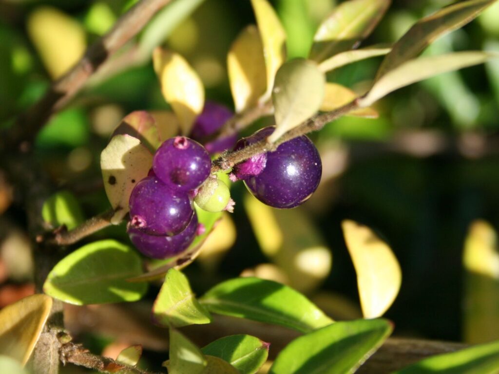 Zimolez fialový (Lonicera pileata)