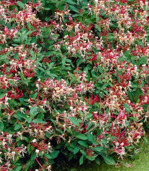 Zimolez japonský (Lonicera japonica)