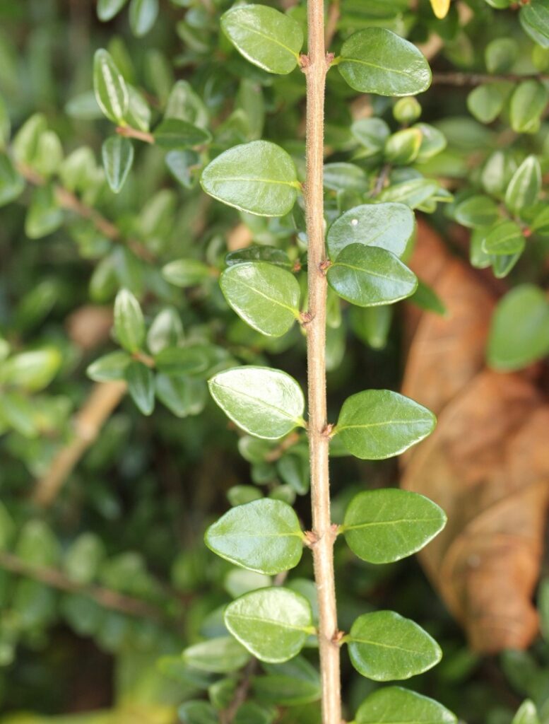 Zimolez lesklý (Lonicera nitida)