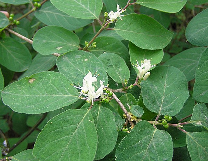 Zimolez obecný (Lonicera caprifolium)