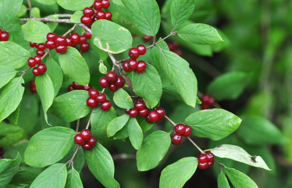 Zimolez obecný (Lonicera xylosteum)