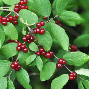 Zimolez obecný (Lonicera xylosteum)