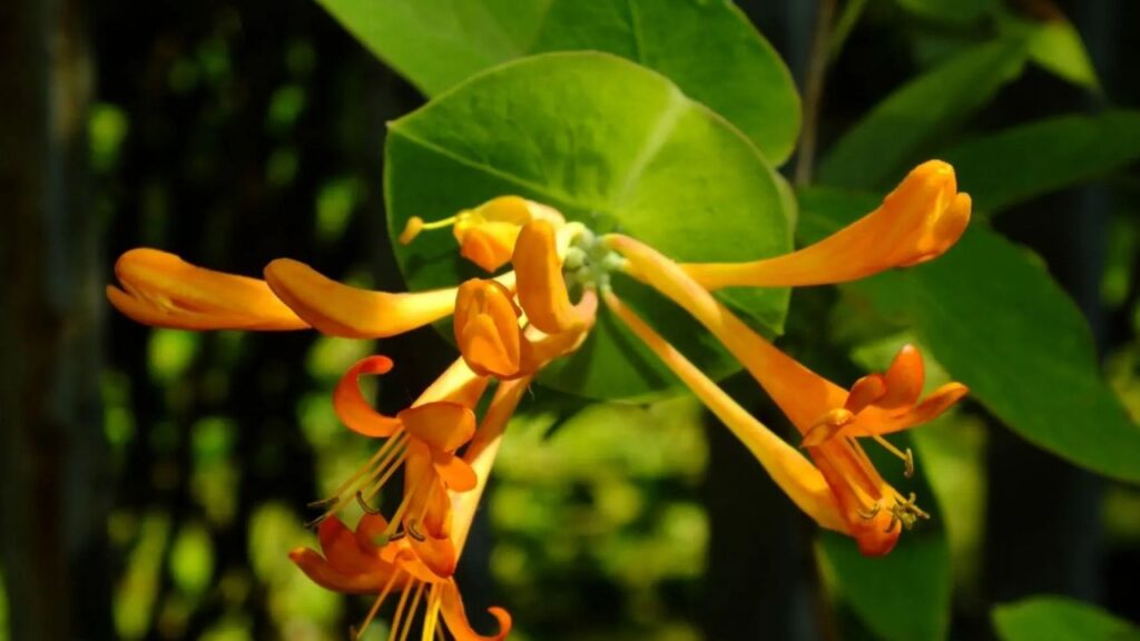 Zimolez popínavý (Lonicera periclymenum)