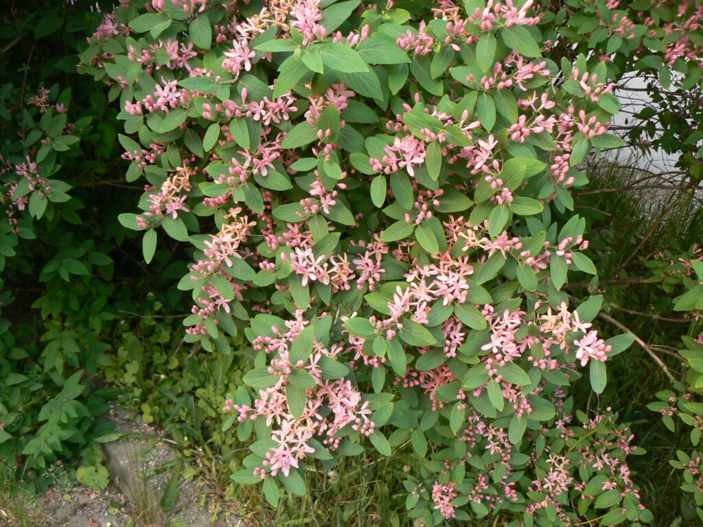 Zimolez tatarský (Lonicera tatarica)