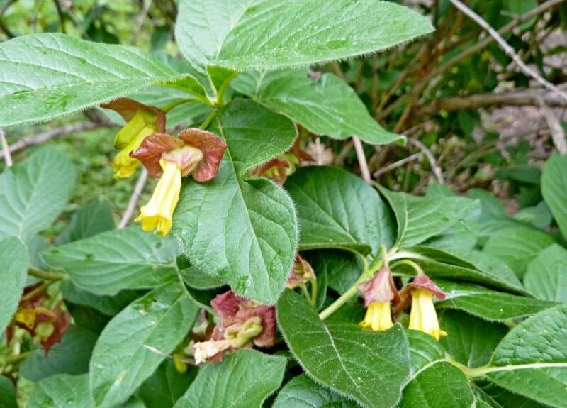 Zimolez zákrovnatý (Lonicera involucrata)