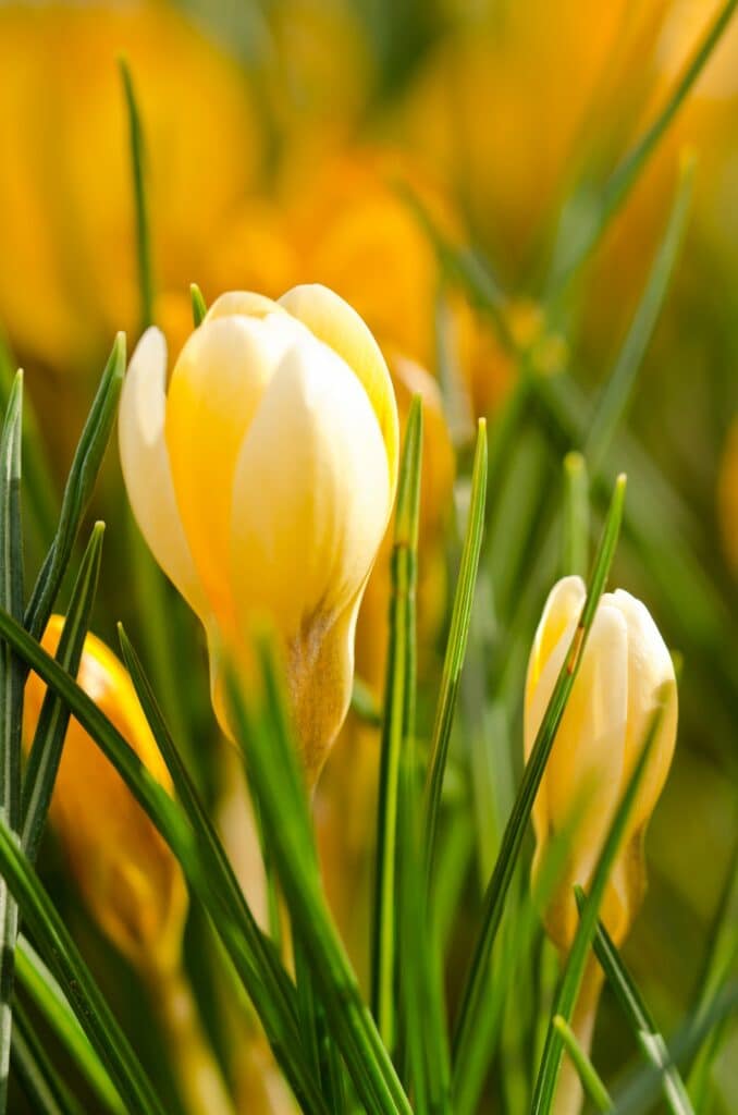 A large group of fresh yellow blooming crocusses in spring forest, sun, outdoors, close-up, growth,
