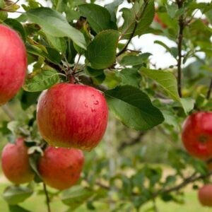 Sazovitost jablek útočí hlavně na jabloně