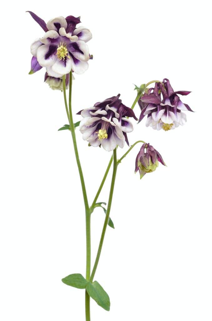 Aquilegia vulgaris flower