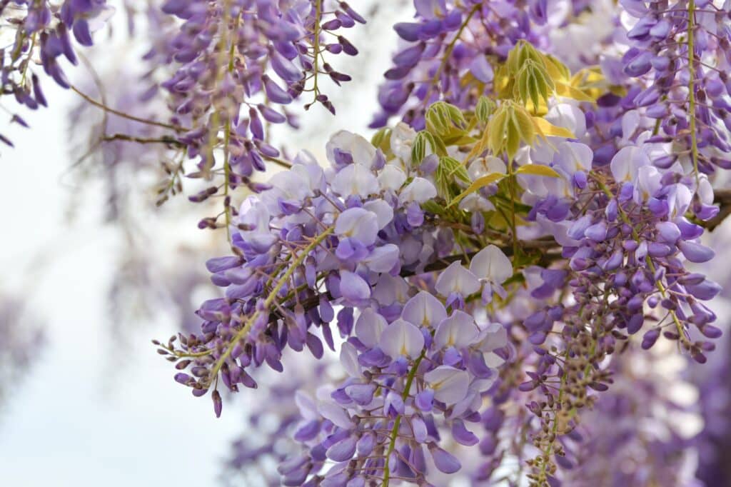 Blooming purple wisteria in spring in France