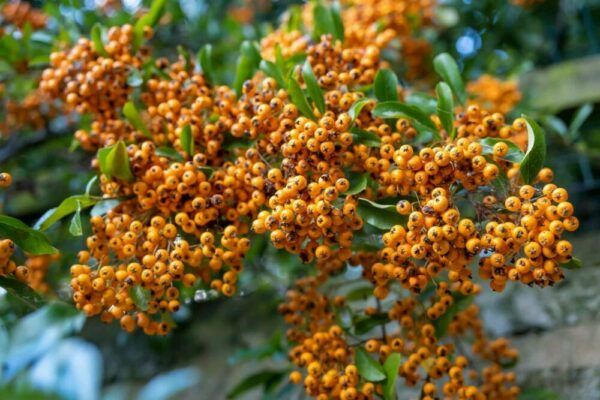 Hlohyně 3 Větve hlohyně šarlatové (Pyracantha coccinea) obsypané oranžovými bobulemi