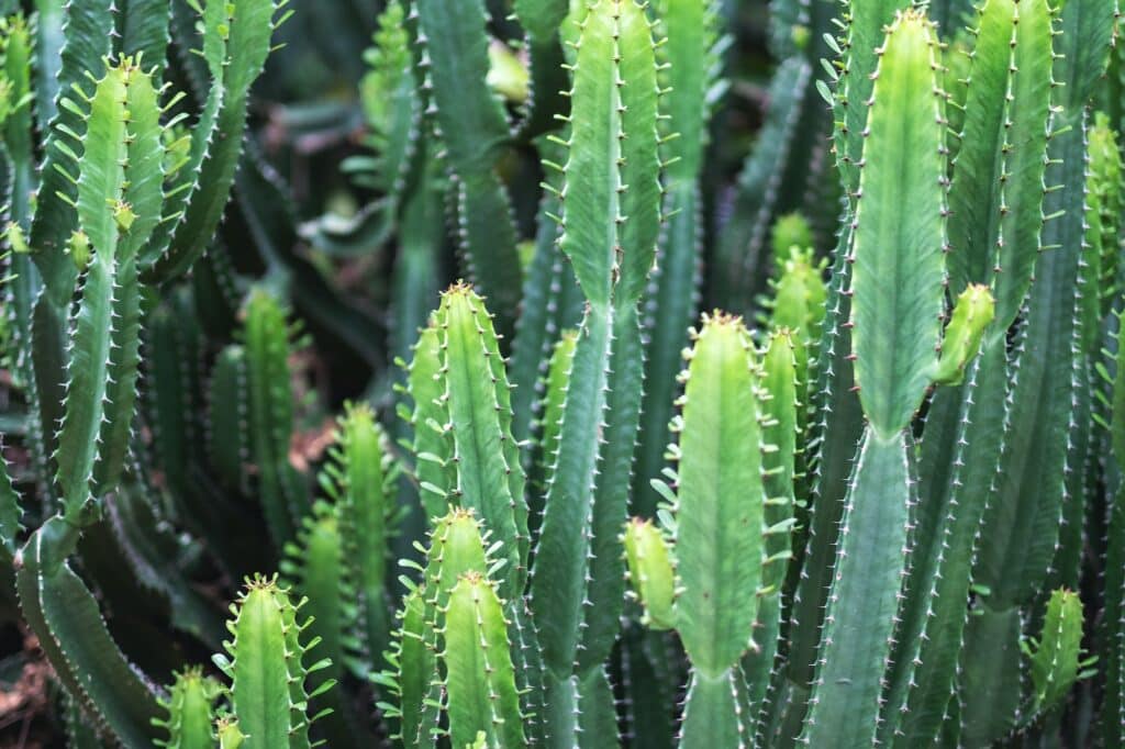 Pryšec obrovský - Euphorbia ingens