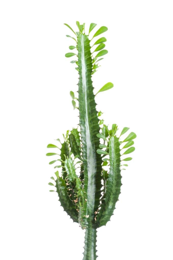 Pryšec trojúhlý - Euphorbia Trigona