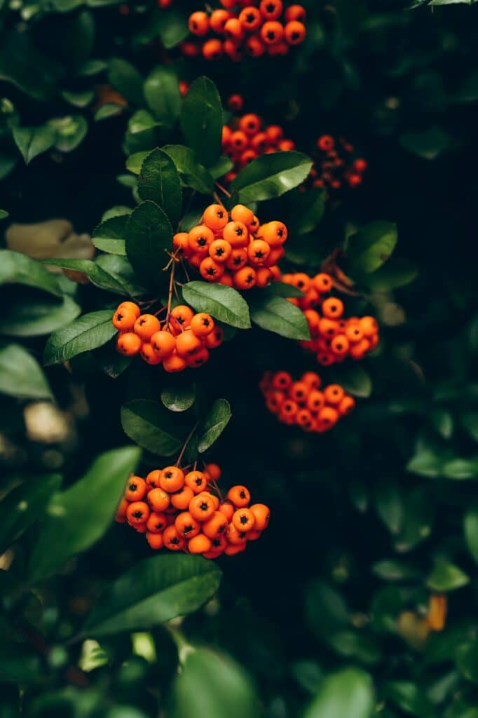 Firethorn (Pyracantha coccinea) berries