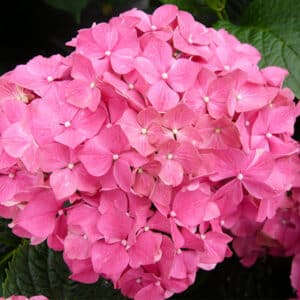 Hortenzie velkolistá (Hydrangea macrophylla)