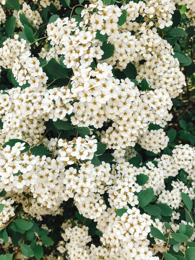 Tavolník květy