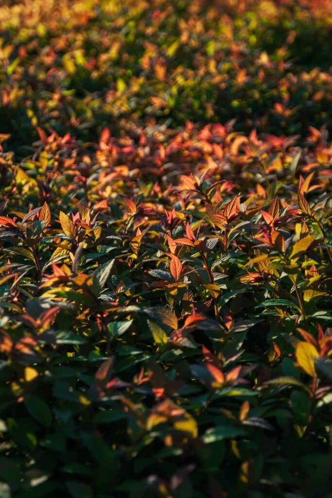 Green red orange hedge foliage of Japanese Spirea in sunlight