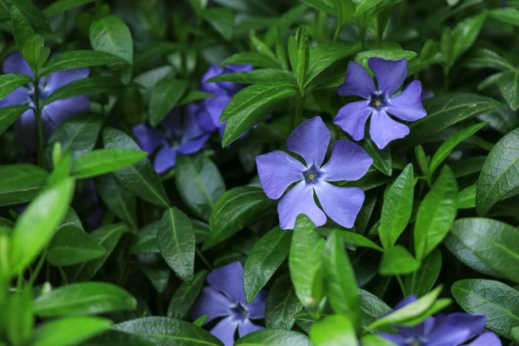 Lilac periwinkle Vinca flowers on a dark green leaves background