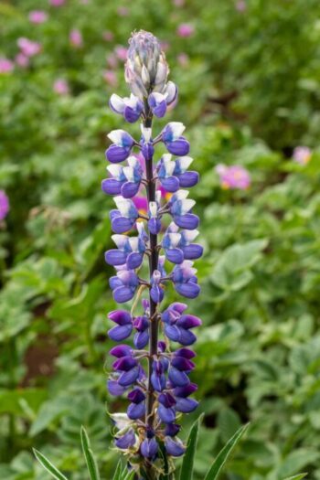 Lupina, vlčí bob (Lupinus spp.)
