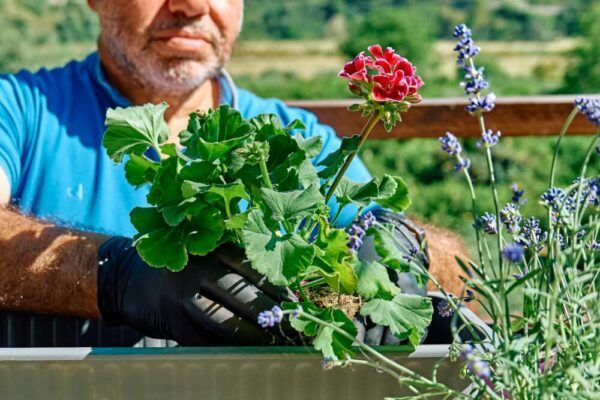 Muškáty 5 Zahradník přesazuje namnožený muškát do květináče na slunném balkoně