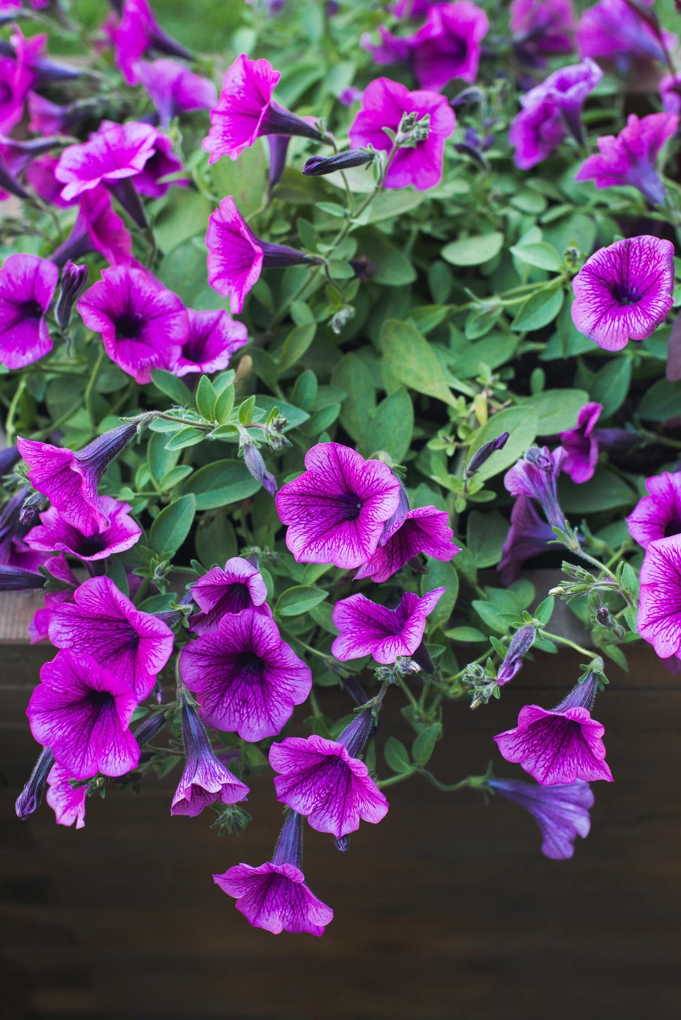 Petunia 6 Růžová převislá petunie (surfinie) v dřevěném truhlíku s kaskádou květů.