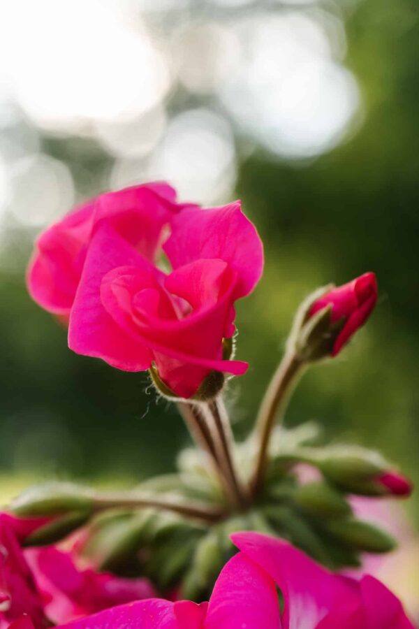 Muškáty 8 Fialový květ muškátu vzpřímeného Pelargonium zonale na zeleném pozadí