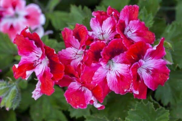 Muškáty 7 Velké dvoubarevné květy anglického muškátu Pelargonium grandiflorum