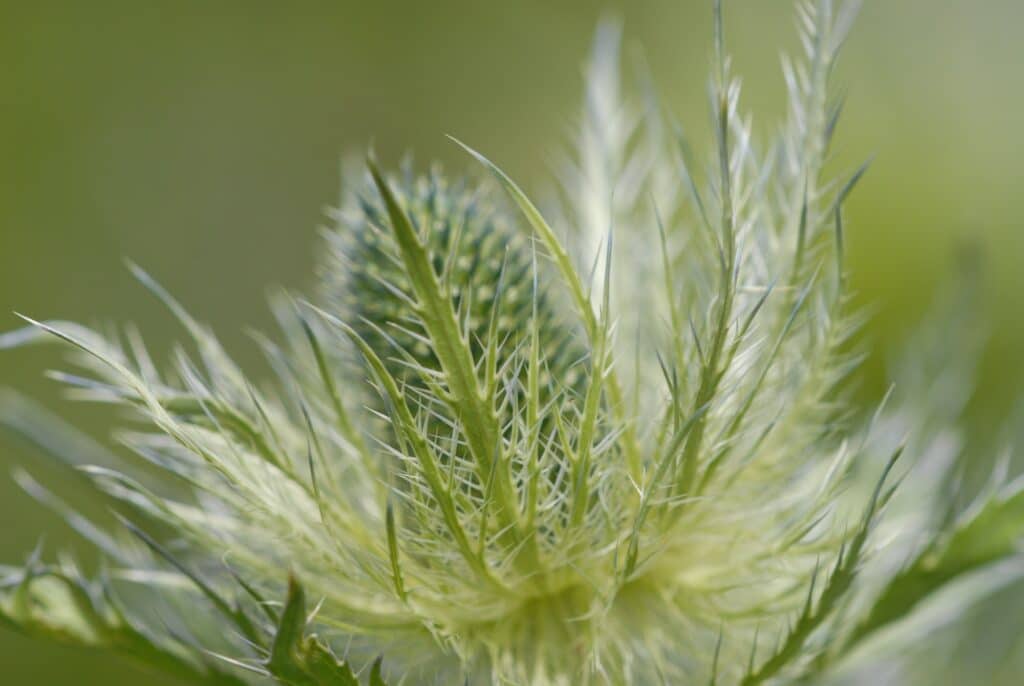 Sea holly, or Eryngium. Selective focus on spikes of a flower,