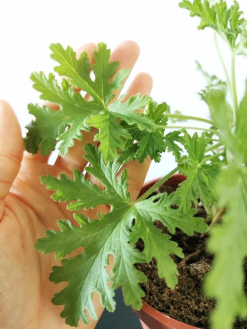 Muškáty 2 Ruka se dotýká vonných listů muškátu Pelargonium capitatum