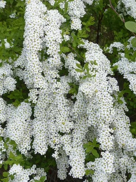 Tavolník popelavý (Spiraea × cinerea 'Grefsheim')​