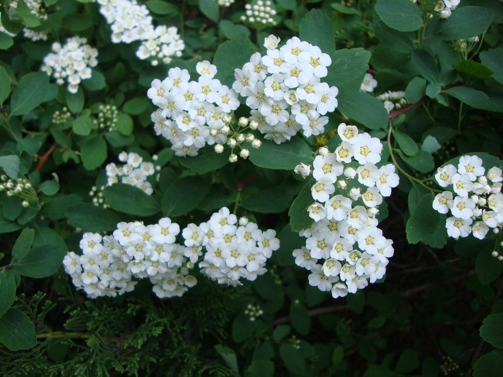 Tavolník slivoňolistý (Spiraea prunifolia)​