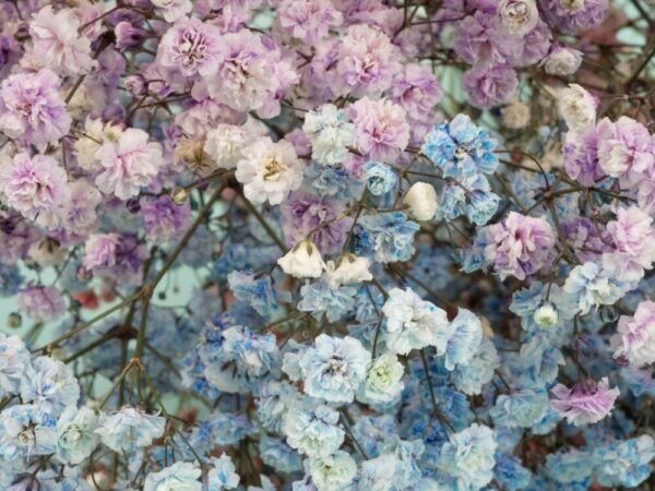 Šater 2 Vzdušné bílé květy šateru (Gypsophila) v detailu