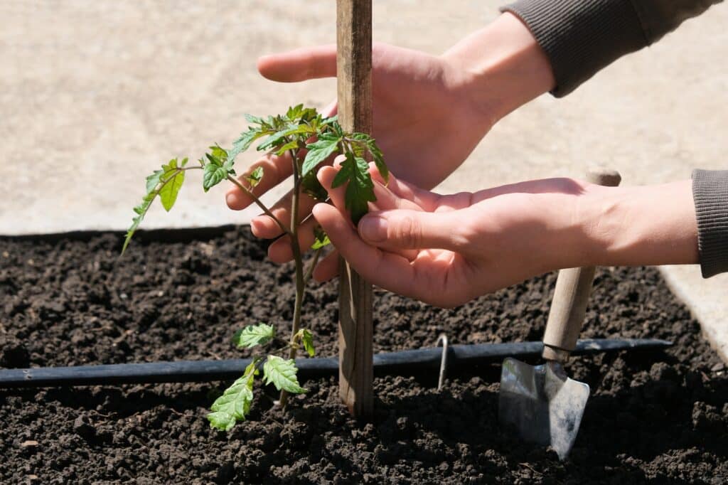 tomato seedlings grown in beds with automatic watering in the ecological garden. Hose for watering a