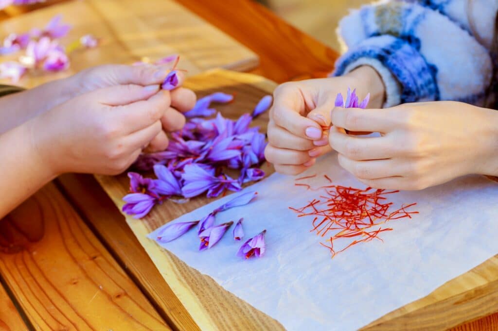 Two women tear off saffron stamens from crocuses on a sunny day. Drying of stamens.