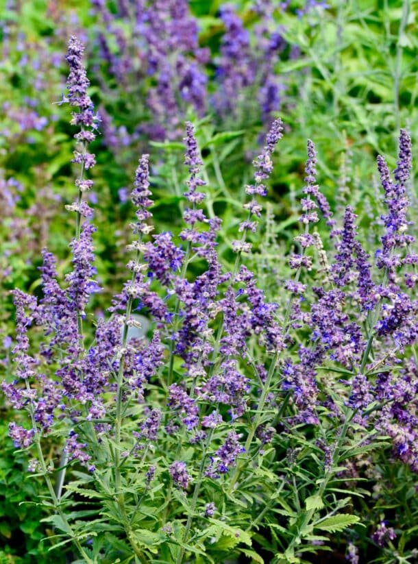 Vzpriamené trsy perovskie lebedolistej (Perovskia atriplicifolia) kvitnúce v záhrade