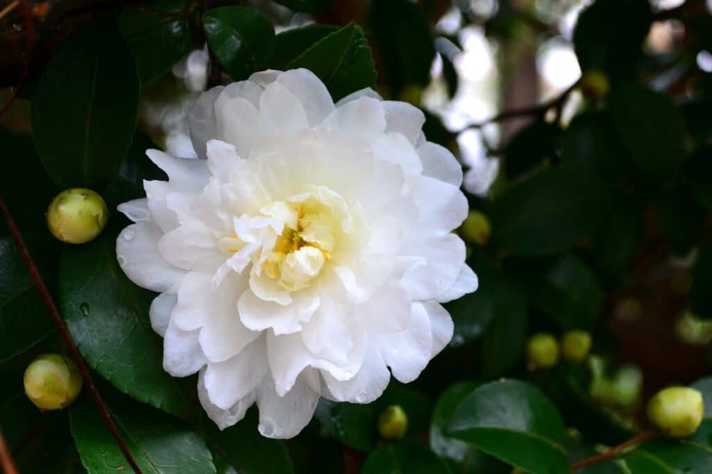White camellia bush blooming and looking very lush.