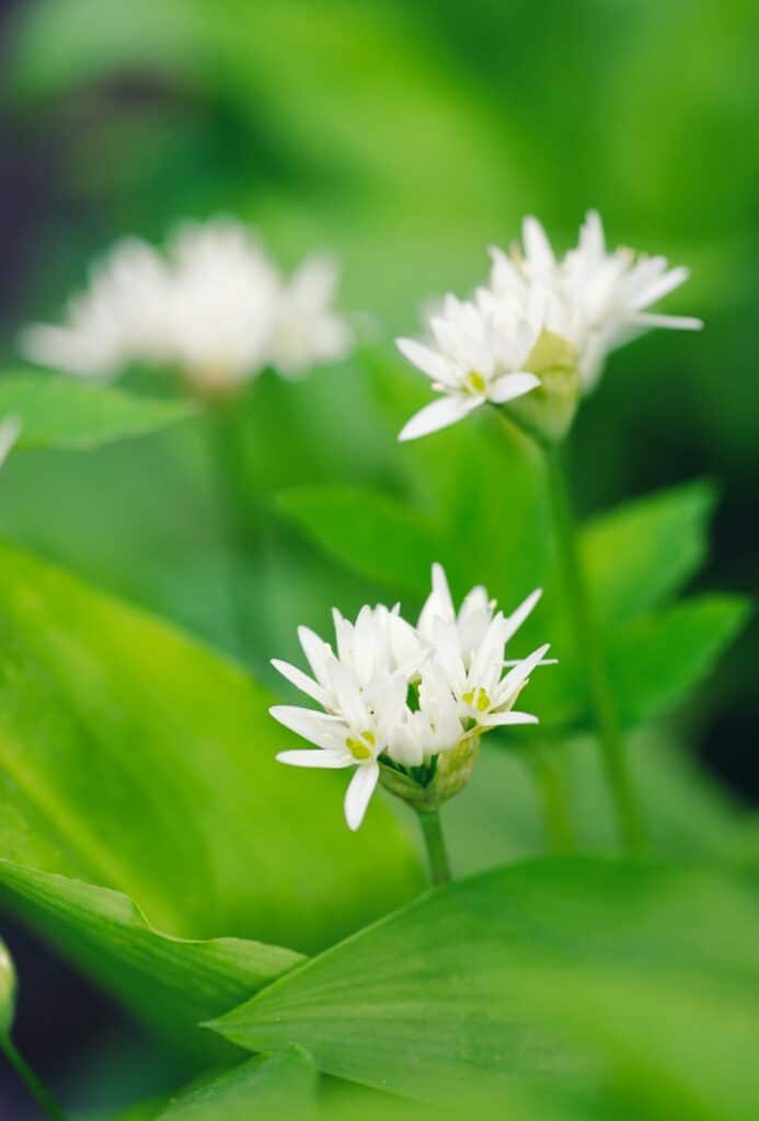 Mědvědí česnek - Allium ursinum