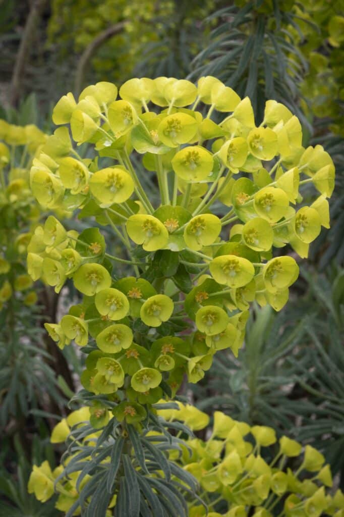 Pryšec statný - Euphorbia characias
