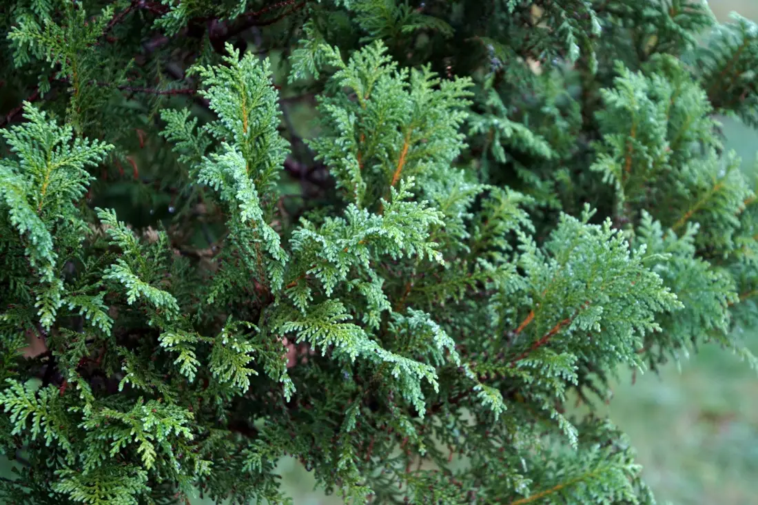 Cypruštek hrachonosný (Chamaecyparis pisifera) s jemnými niťovitými previsnutými vetvičkami