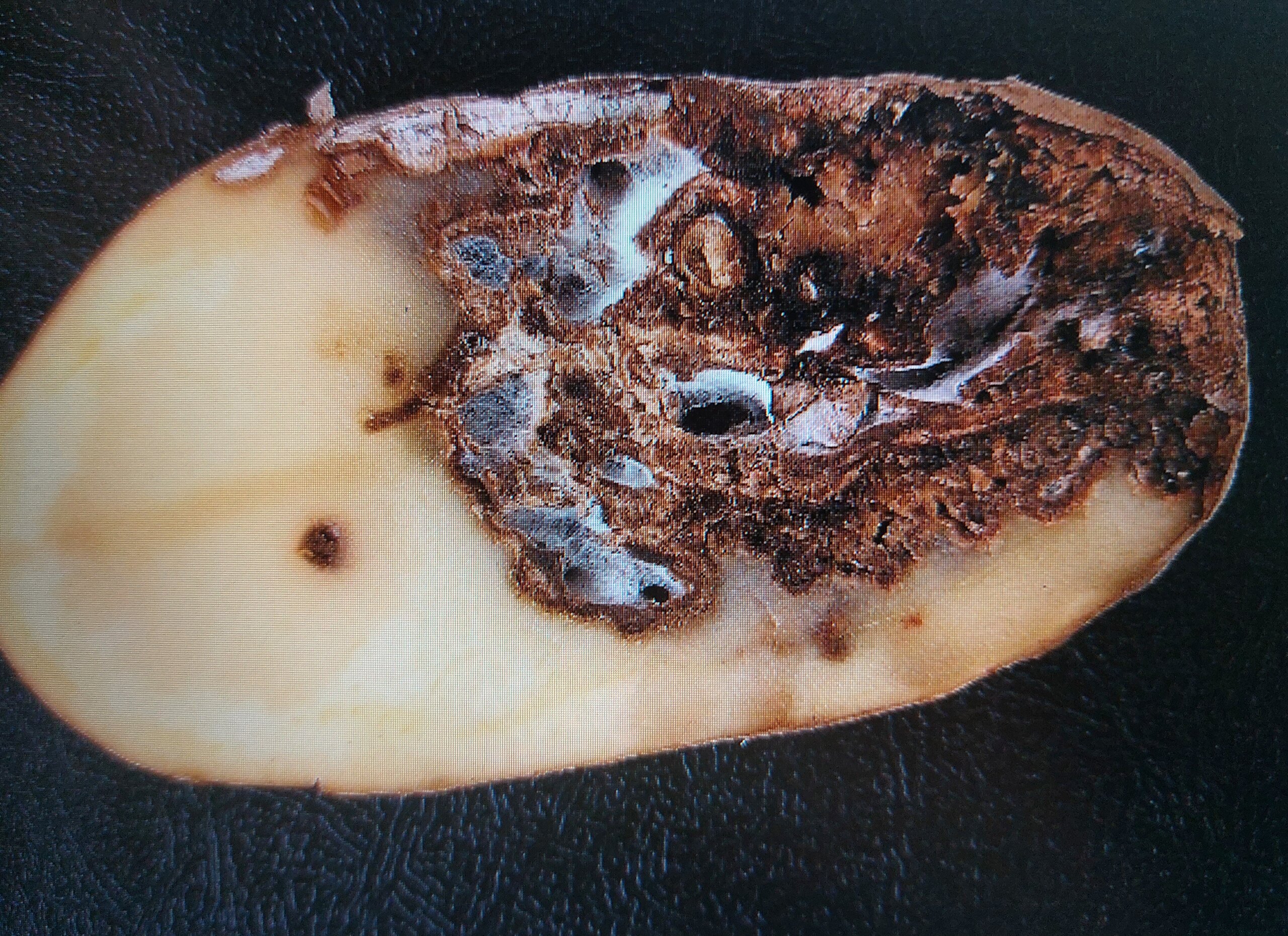 Fusarium-Knollenfäule der Kartoffel