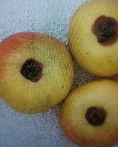 Fusariová hniloba jablek