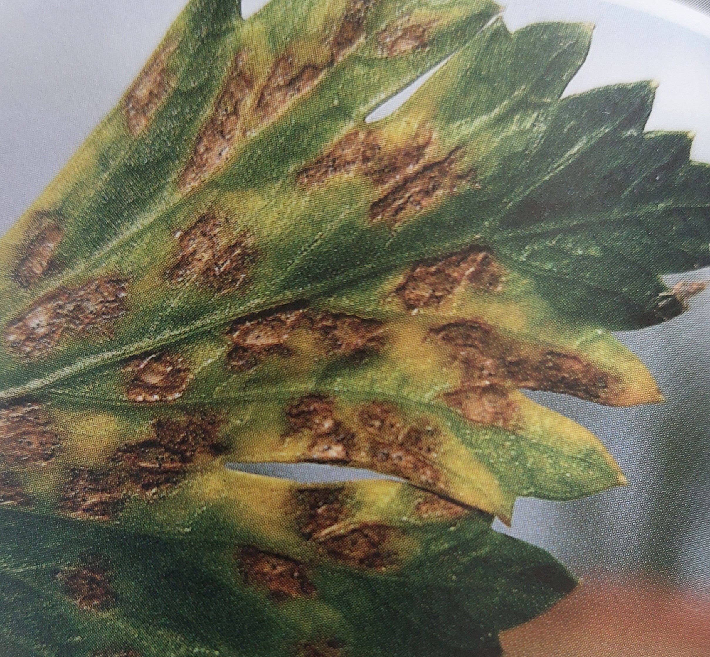 Septoria-Blattfleckenkrankheit des Selleries