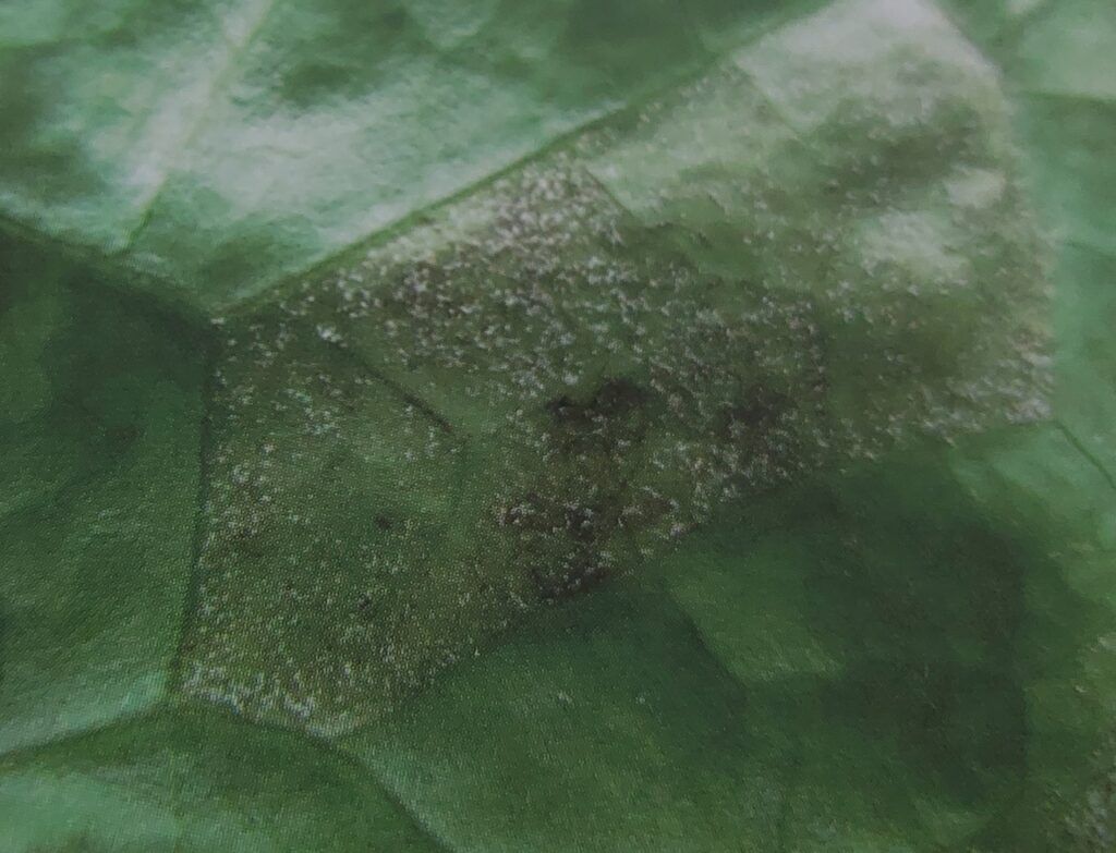 Plíseň salátu - na spodní straně listu