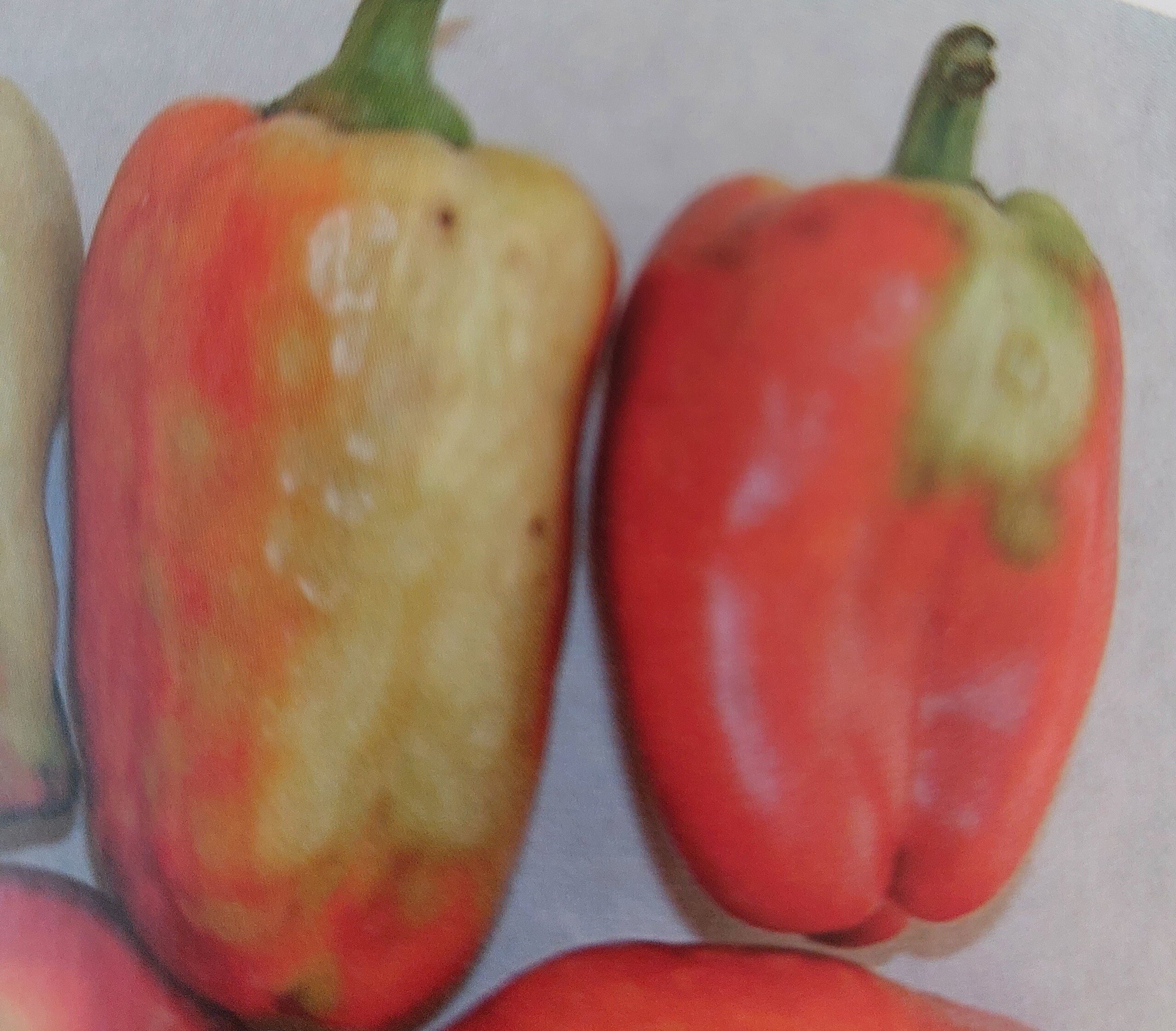 Tomatenbronzefleckenvirus auf Paprika