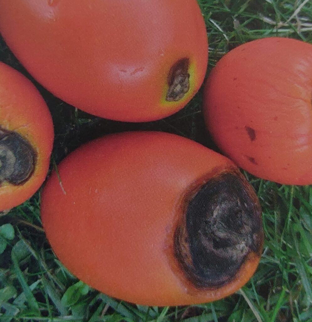 Alternariová skvrnitost rajčete - příznaky na plodech