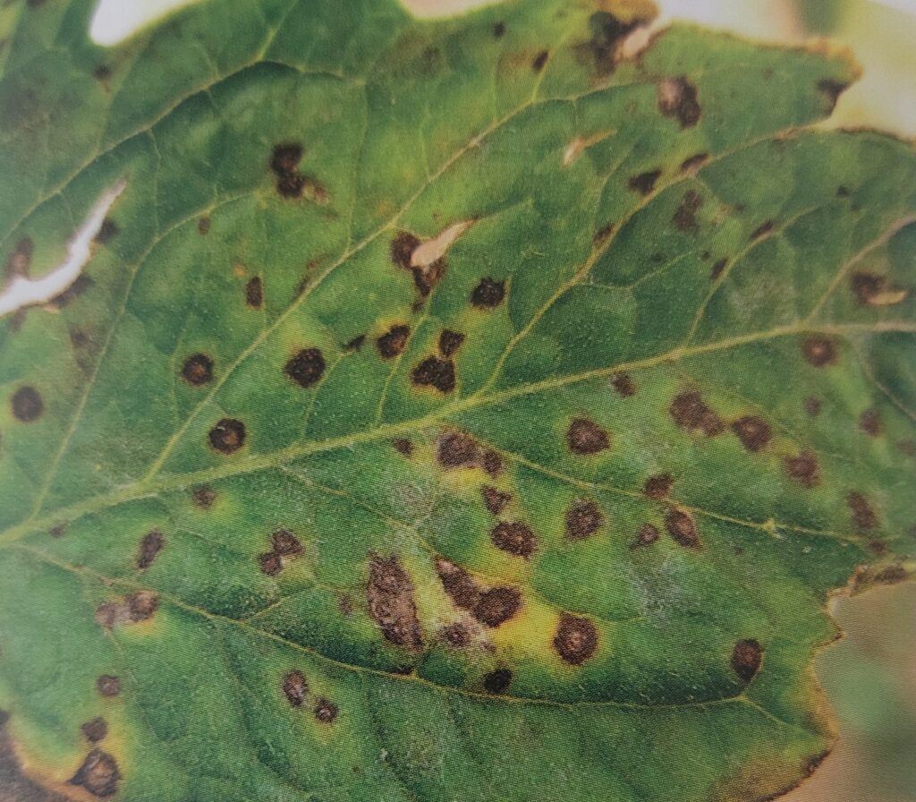 Septoriová skvrnitost rajčete - příznaky na listech