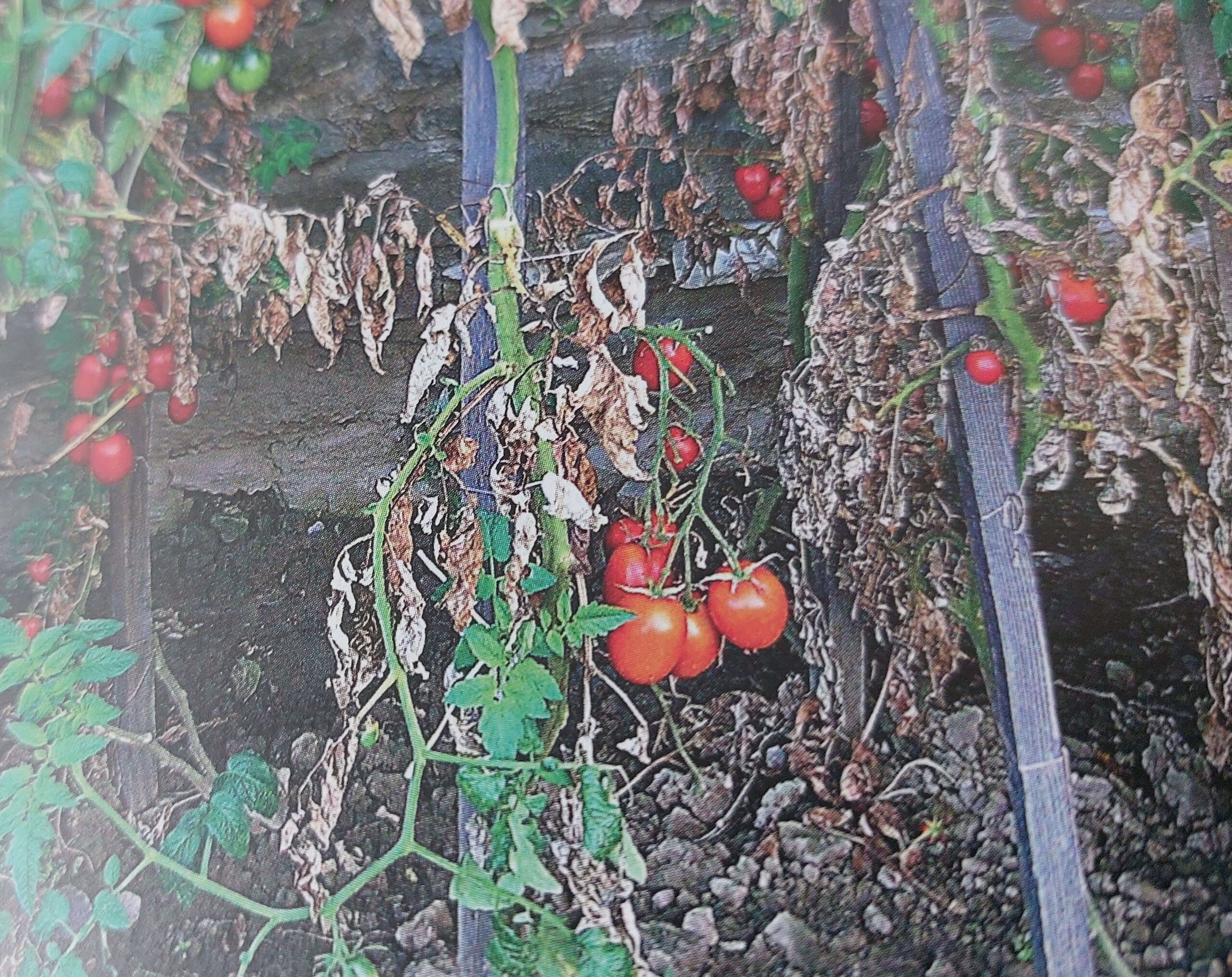 Septoria-Blattfleckenkrankheit der Tomate – stark befallene Pflanzen