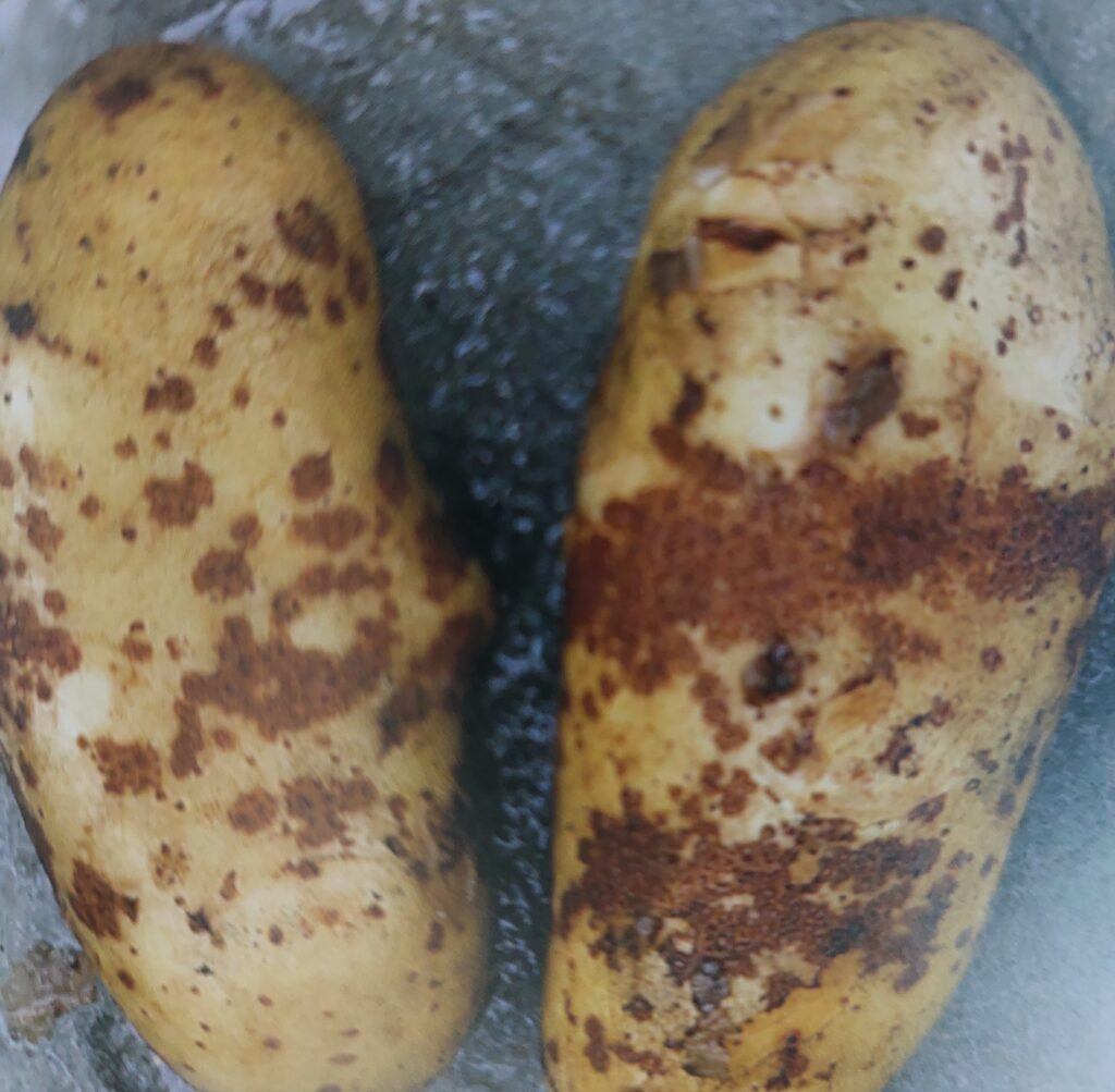 Strupovitost brambor - příznaky na hlízách