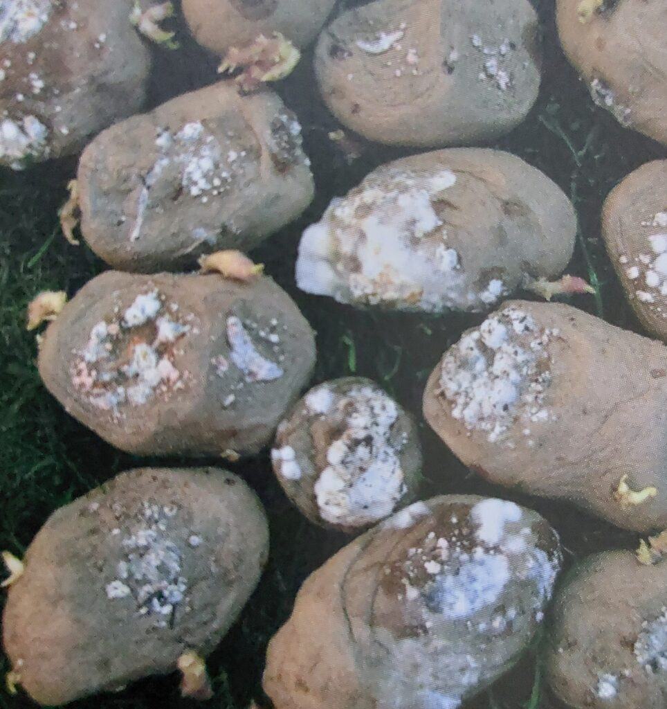 Fusariová hniloba brambor - projevy na hlízách