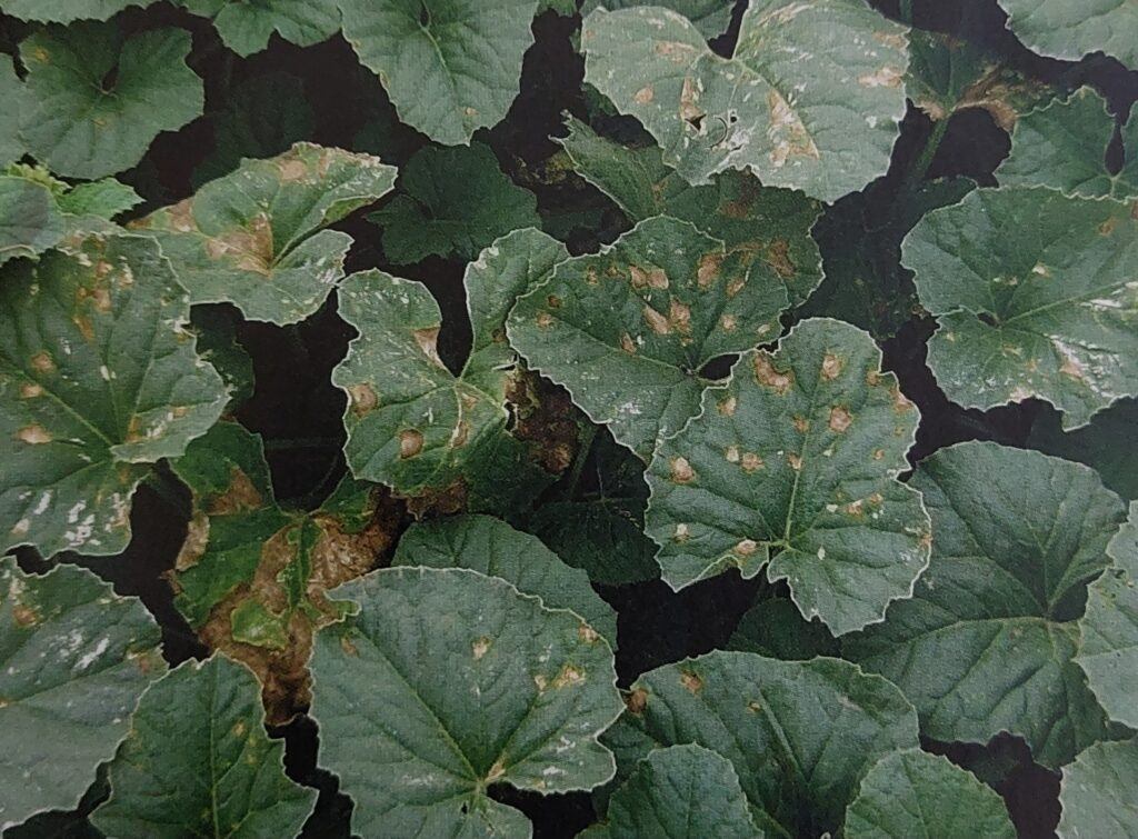 Bakteriální skvrnitost listů - příznaky na listech okurky